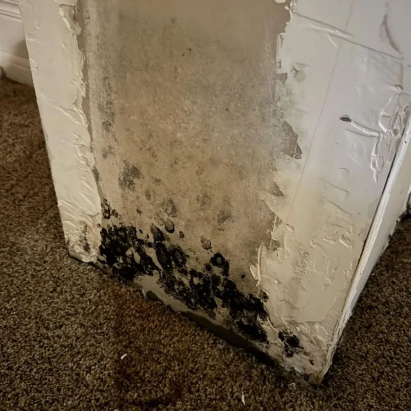 Professional Mold Removal in Meadowbrook, CA